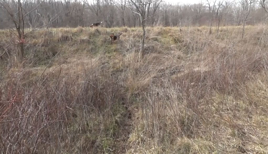Last Missouri rabbit hunt of the season The American Beagler Forum
